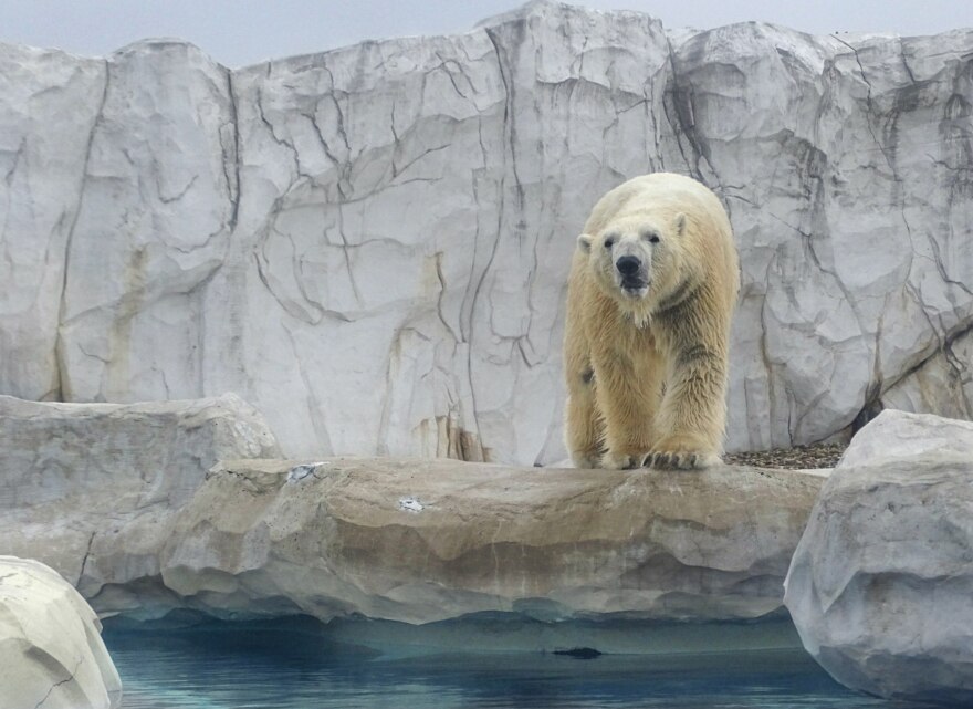 Vilas Zoo set to open Arctic Passage exhibit