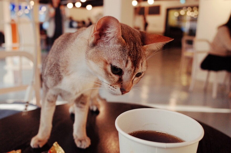 covington cat cafe