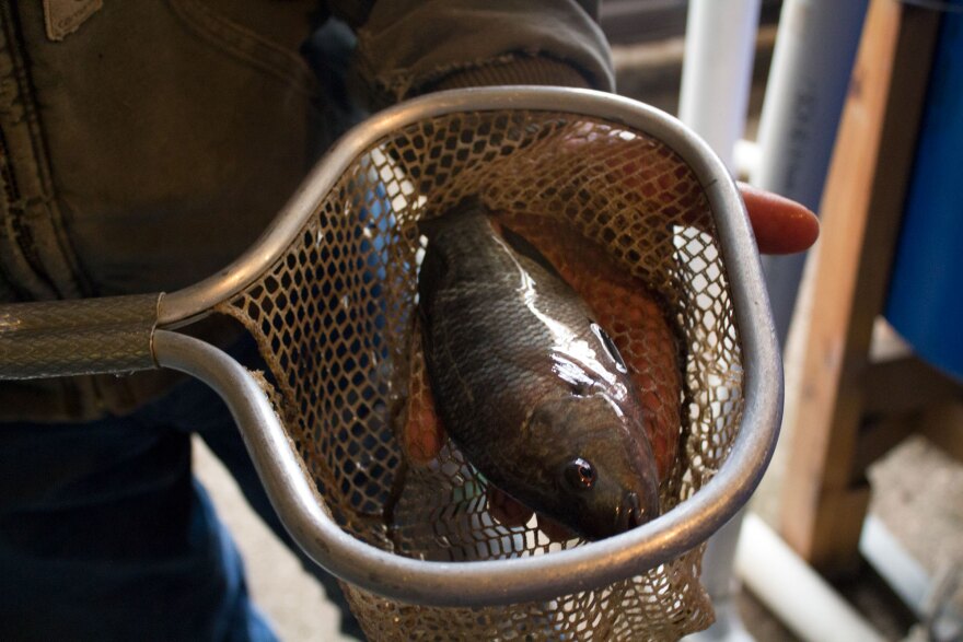 020918_am_nutrition_tilapia.jpg