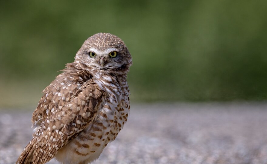 The Cape Coral Friends of Wildlife has spent more than $450,000 buying lots around town to preserve them for burrowing owls and gopher tortoises. The group is asking anyone piling up storm debris along the front of their yards to make sure they are not trapping the Florida burrowing owl, which is listed as State Threatened by the Florida Fish and Wildlife Conservation Commission, underground