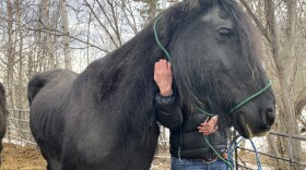 A black horse held from behind by a person.