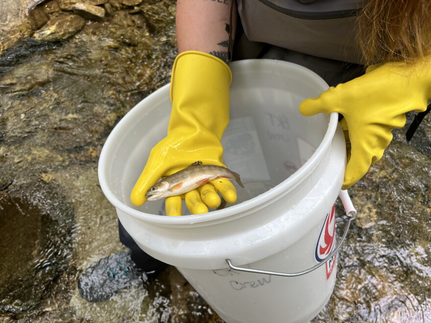 Anglia Fish These scientists are trying to save Southern Appalachia's only native ...