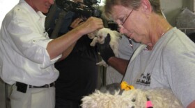 Mo. Atty. Gen. Chris Koster visits with Humane Society of Missouri staff, and a few puppies, at the Humane Society's facility in St. Louis on July, 14, 2011.
