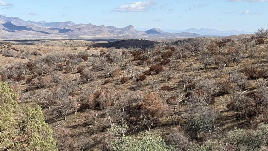 Dry Plants 2025 Hills 2