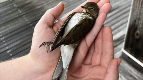A Wisconsin Night Guardian volunteer holds a stunned Swainson's Thrush in Milwaukee.