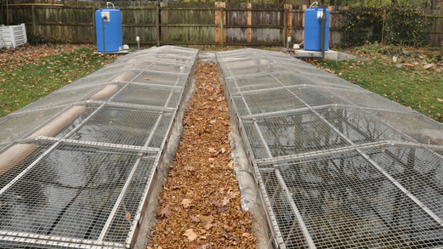 Two outdoor raceways, or artificial streams, are home to 16 adult Ozark hellbenders at the Saint Louis Zoo. The screens keep the hellbenders in –- and unwanted predators like raccoons out.<em></em>