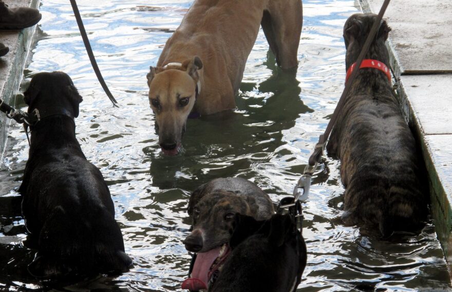 After each race at the Sanford Orlando Kennel Club, the dogs are led to a shallow pool to cool off.