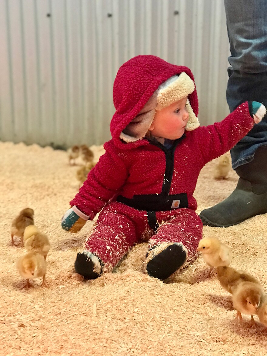 Baby Dottie Anthony with new chicks at Black Dog Farm in Livingston
