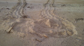 Sea turtle nest along Onslow Beach in 2016