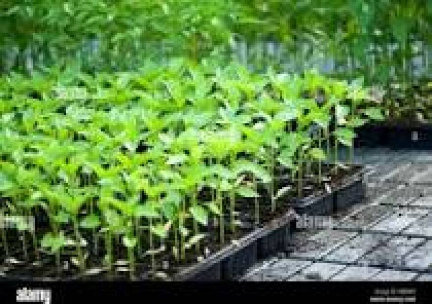 Seedlings in start