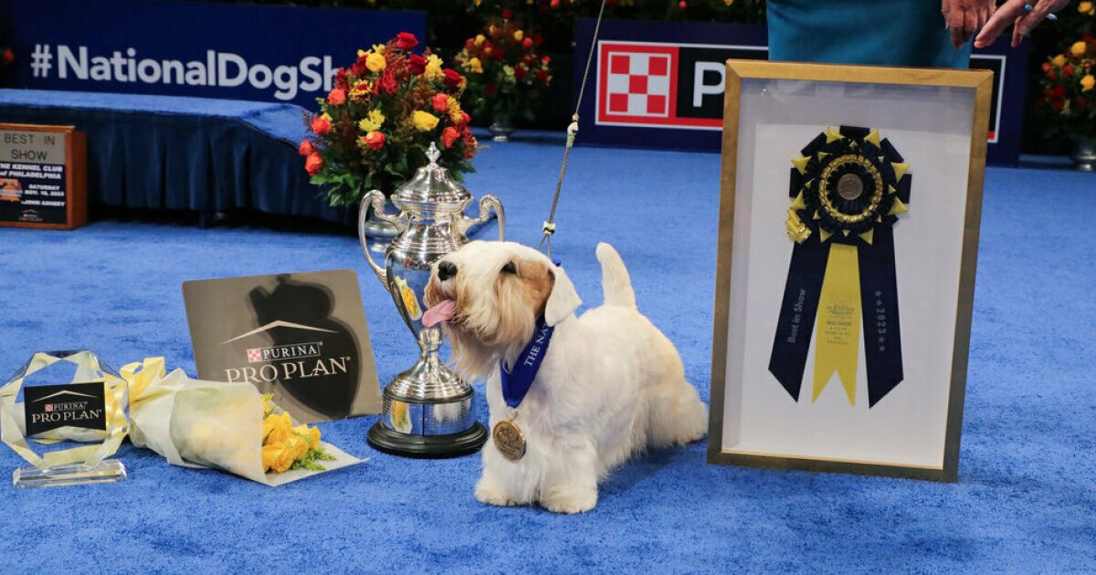 Various Dog Breeds Competing at Philadelphia Show 2025