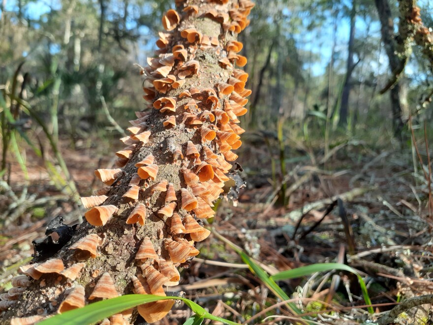 Close-up of cone-shaped orange fungi on a log with the USF Forest Preserve as the backdrop. 