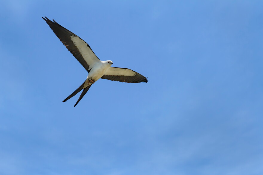FILE- Swallow-tailed Kite in flight with prey in feet flying overhead with wings spread.