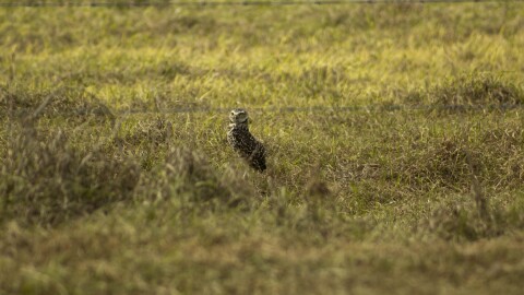 A pair of burrowing owls, including this one, that hitched a ride on a cruise ship bound for Spain was returned to Florida and released at a wildlife management area south of Lake Okeechobee this month.