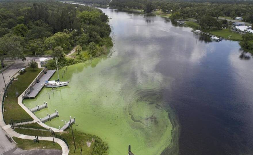 An algae bloom swirls down the Caloosahatchee River near Lake Okeechobee.