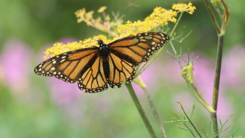 The eastern monarch butterfly's migration from the high-elevation fir forests of central Mexico to the northern U.S. and southern Canada requires multiple generations. A "super generation" makes the long journey back in the fall.