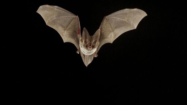 Charlotte County has issued a rabies alert after a bat was found that tested positive for rabies.