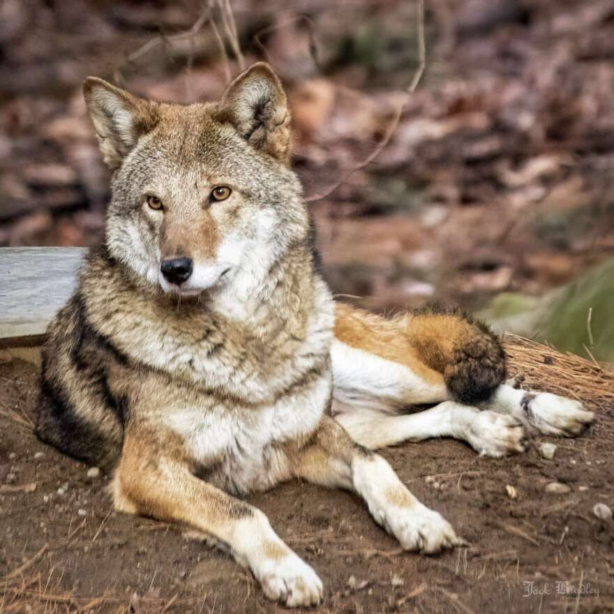 The Beardsley Zoo's resident bachelor, the red wolf Peanut.