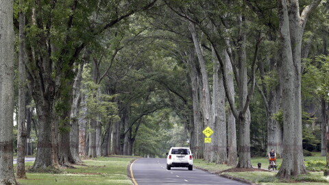 A white SUV drives on a tree-lined street. It's daytime and things are very green. A woman walks a dog and pushes a stroller nearby.