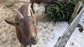 A goat at Hickory Nut Farm in Lee poses for the camera as her companions feast on an old Christmas tree.