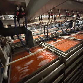 Hatchery salmon eggs.