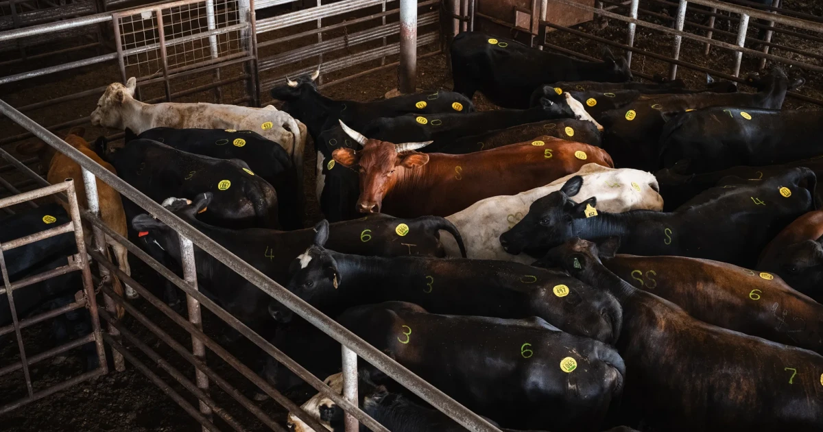 Cattle associations say ICE operations are disrupting Texas agriculture industry, will cause higher beef prices