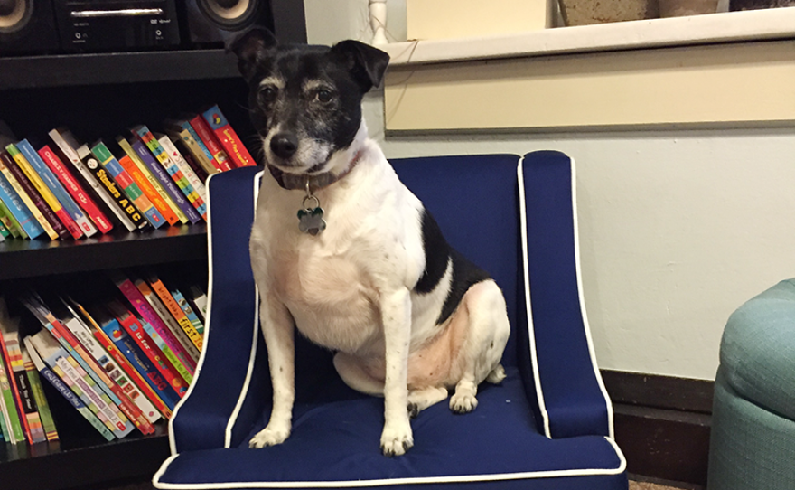 Jack Russell Terrier sitting on a chair