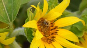 A bee pollinates a large yellow flower.