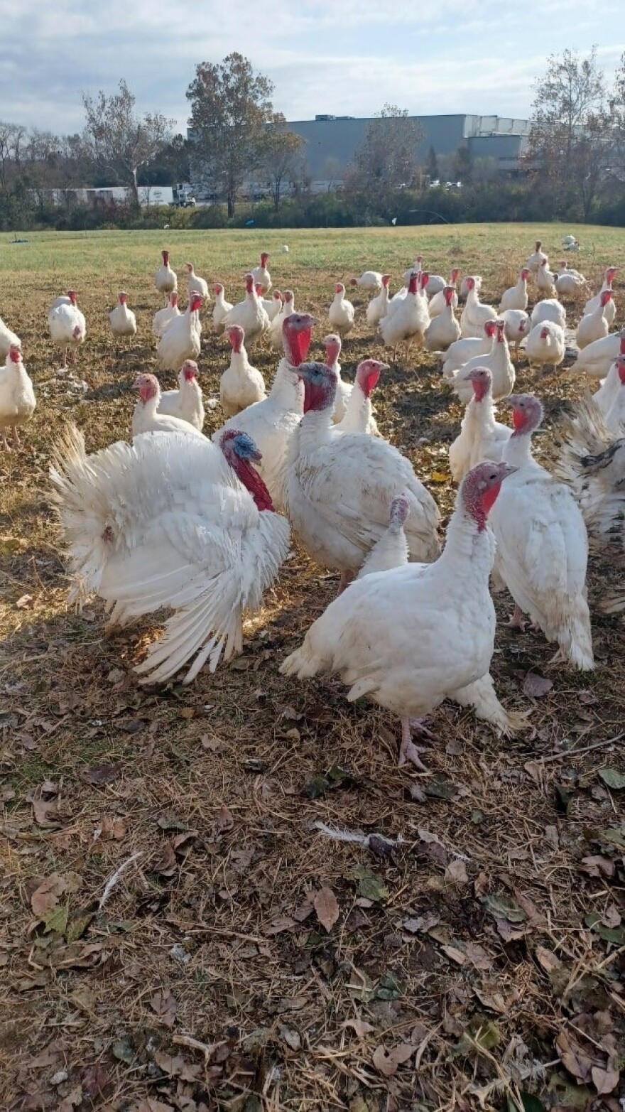 turkeys in a field