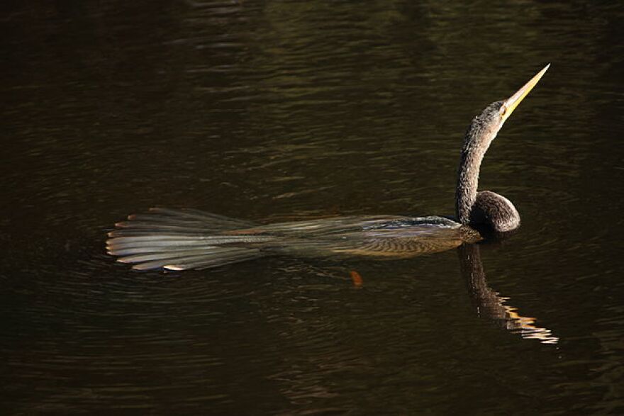 An Anhinga.
