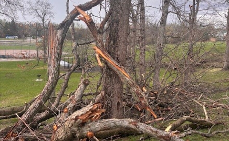 A tree near Veterans Memorial Park in Ann Arbor damaged by the April 2026 tornado.