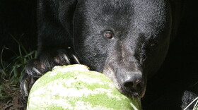 Castor, the resident black bear at the Tallahassee Museum of History and Natural Science, eats a watermelon for his mid-day meal, Wednesday, July 18, 2007, in Tallahassee, Fla.