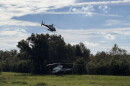 One helicopter sits on the grass with trees behind it, facing the left, as another helicopter is flying just above the trees, facing right.