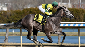  Maple Leaf Mel as seen in this file photo taken by the New York Racing Association.