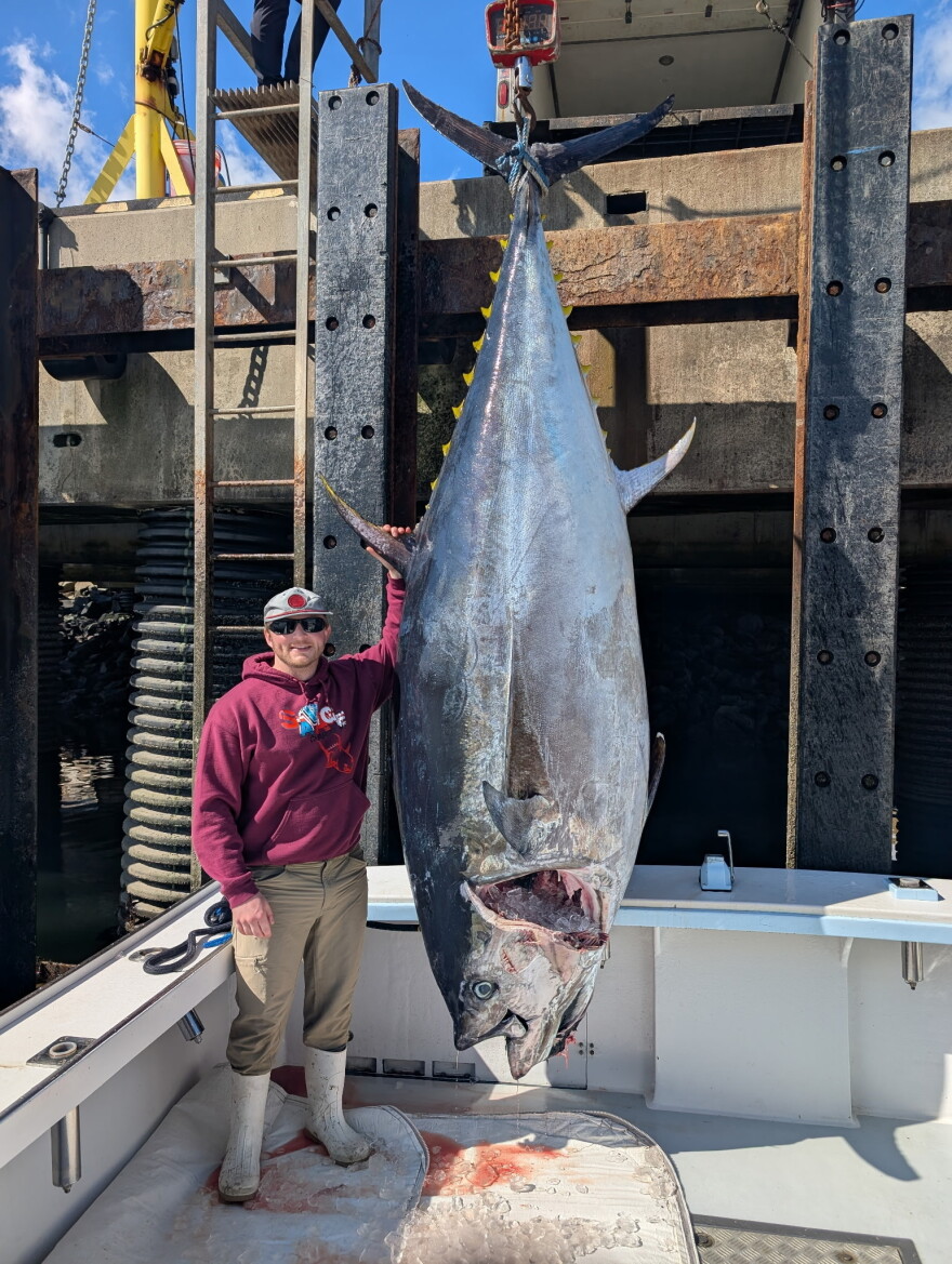 Brandon Mcgirl along with boat captain Jamie Savage pulled in a 1,116 lb. bluefin tuna off of Rye Harbor. The 114-inch fish doesn't qualify for the state record, because of how far offshore it was landed.
