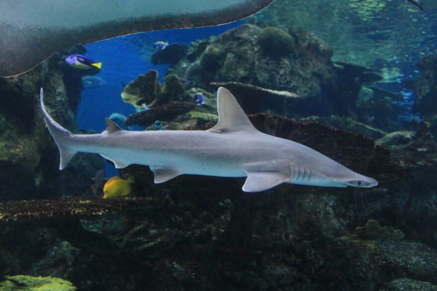 Scientists studied bonnethead sharks to gain insight into navigation abilities.