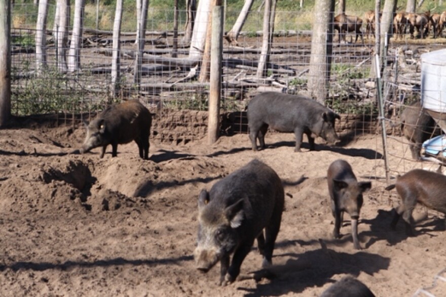 Russian Boars raised for the hunt.