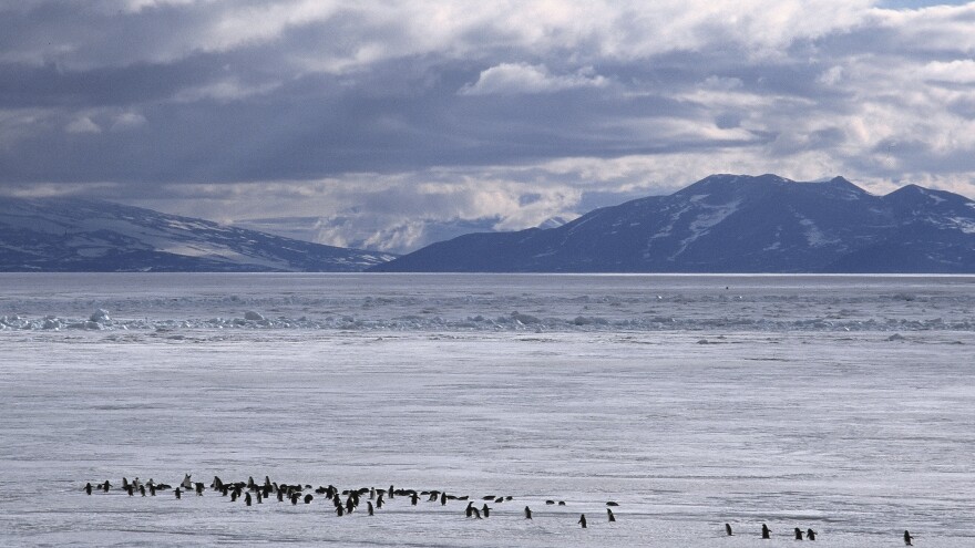 Adelie penguins dot the landscape. These penguins often approached early polar explorers with little trepidation, only to wind up as dinner.