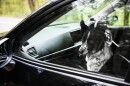Cute dog looking out car window, view from outside. Traveling with pet