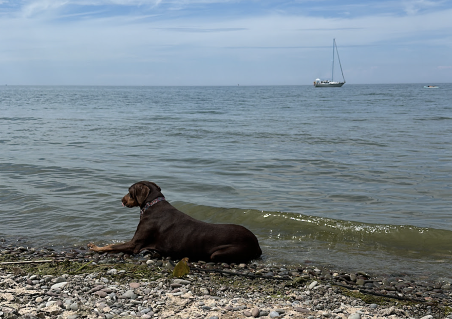 A beachgoer’s dog cools off in the green algal waters of Lake Erie in Sodus, New York in July, 2024. (Leah Harding/WUFT News)