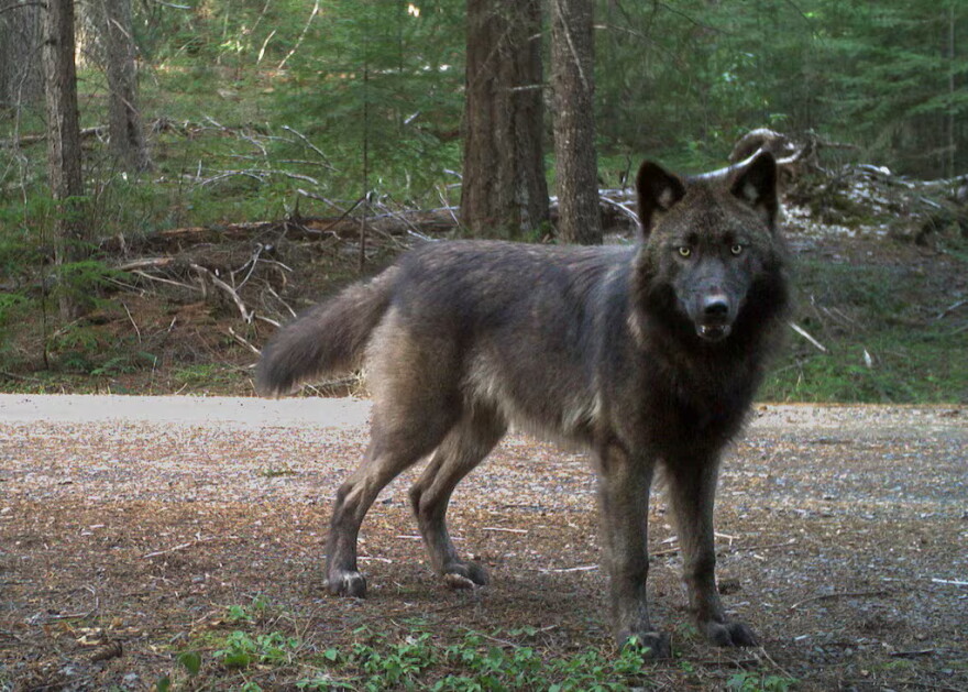 A juvenile wolf, born in April 2024, of Oregon's Grouse Ridge Pack, standing in front of a trail camera on U.S. Forest Service land on Jan. 23, 2025, in Jackson County, Ore.