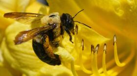 A bee gathers nectar from a daylily in Glenside, Pa., Tuesday, June 16, 2026. (Matt Rourke/AP)