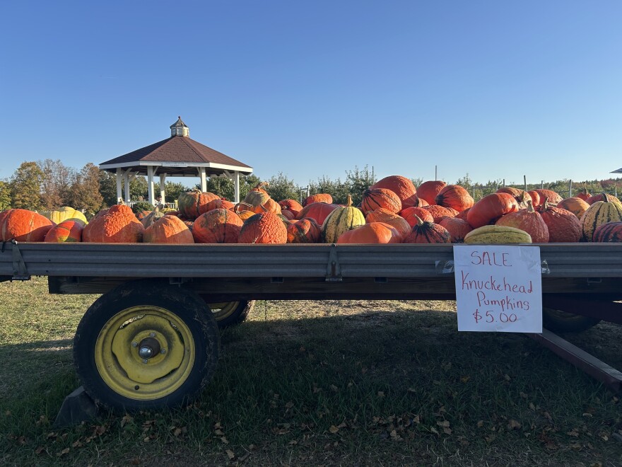 Pumpkins on display at Carter Hill Orchard