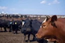 Cattle stand in pens awaiting their feed in a feedlot near Garden City, Kansas this summer. A Trump administration plan to increase beef imports from Argentina has led to outcry from ranchers and some rural lawmakers.