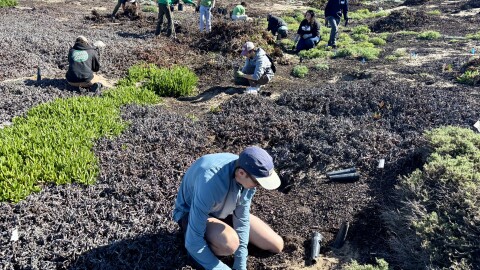 Volunteers help plant native plants like Dune Buckwheat,  Beach Evening Primrose and Coastal sagewort, on Saturday, Feb. 21 at the Marina Dunes Preserve.