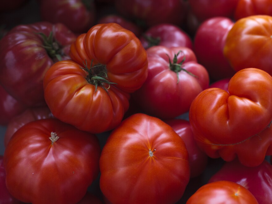 Tomatoes were first exported from South America to Spain and other parts of Europe in the mid-1500s but they were initially grown as an ornamental plant and were regarded with suspicion because botanists recognized it as a relative of the poisonous belladonna nd deadly nightshade.