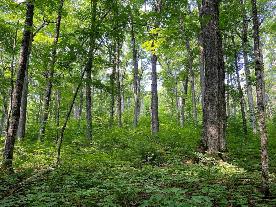 A healthy understory in a closed-canopy hardwood forest at Black River National Wild and Scenic River in Michigan’s Upper Peninsula. (credit: National Park Service)