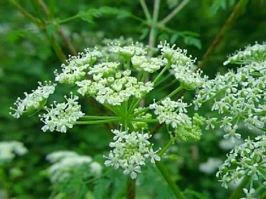 Poison Hemlock, A Toxic, Invasive Plant, Is Popping Up More And More In