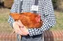 Daniel Yeroshalmi holds one of his 20 hens. (Courtesy of Daniel Yeroshalmi)