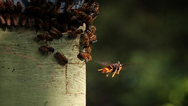 A yellow-legged hornet stalks honeybees at an apiary on Hilton Head Island. The invasive species of hornet from Asia emerged in South Carolina two years ago and is quickly spreading across the Lowcountry. There have even been sightings in York County. Aug. 11, 2026.